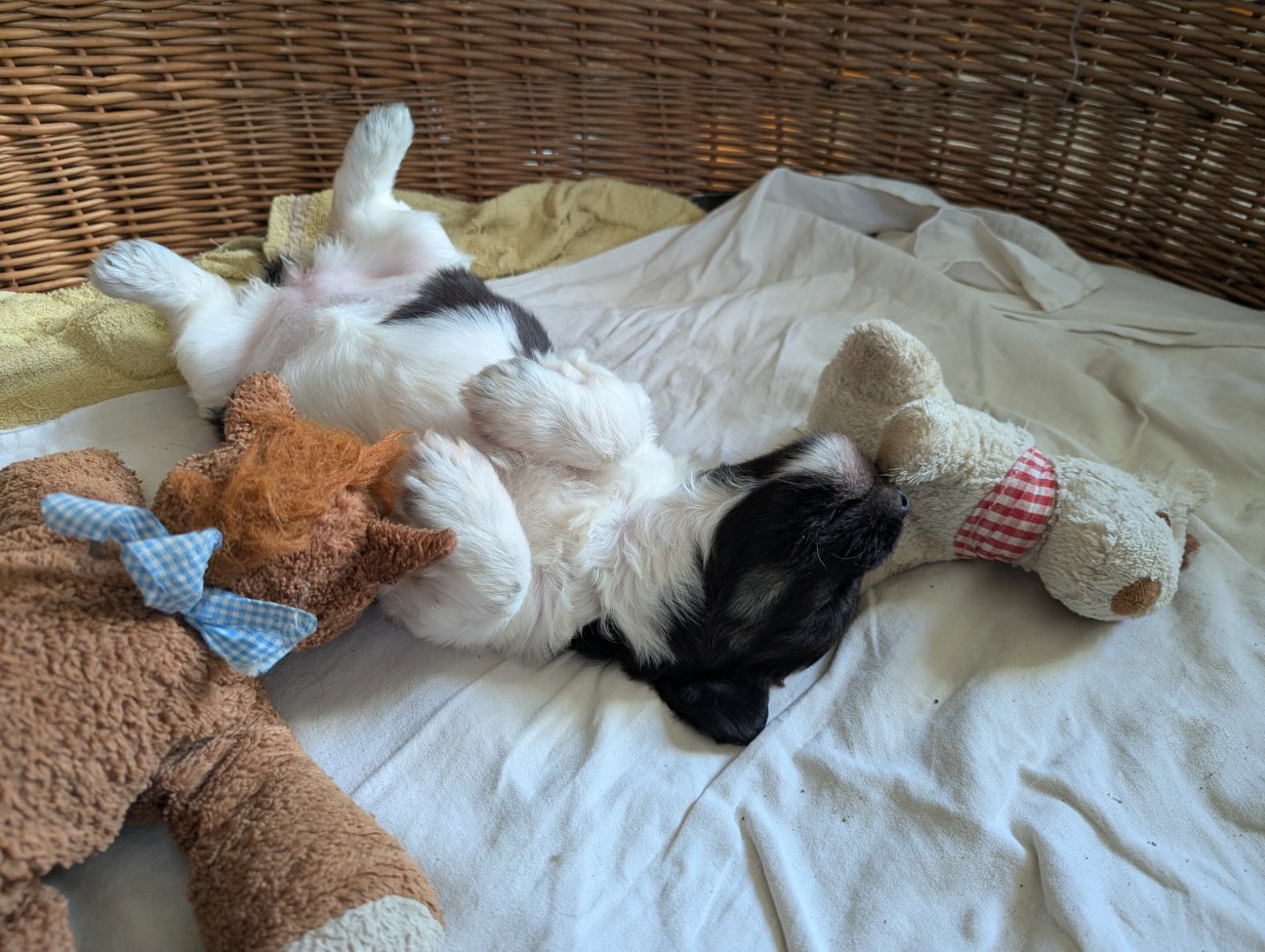 Zena von der Elchweide