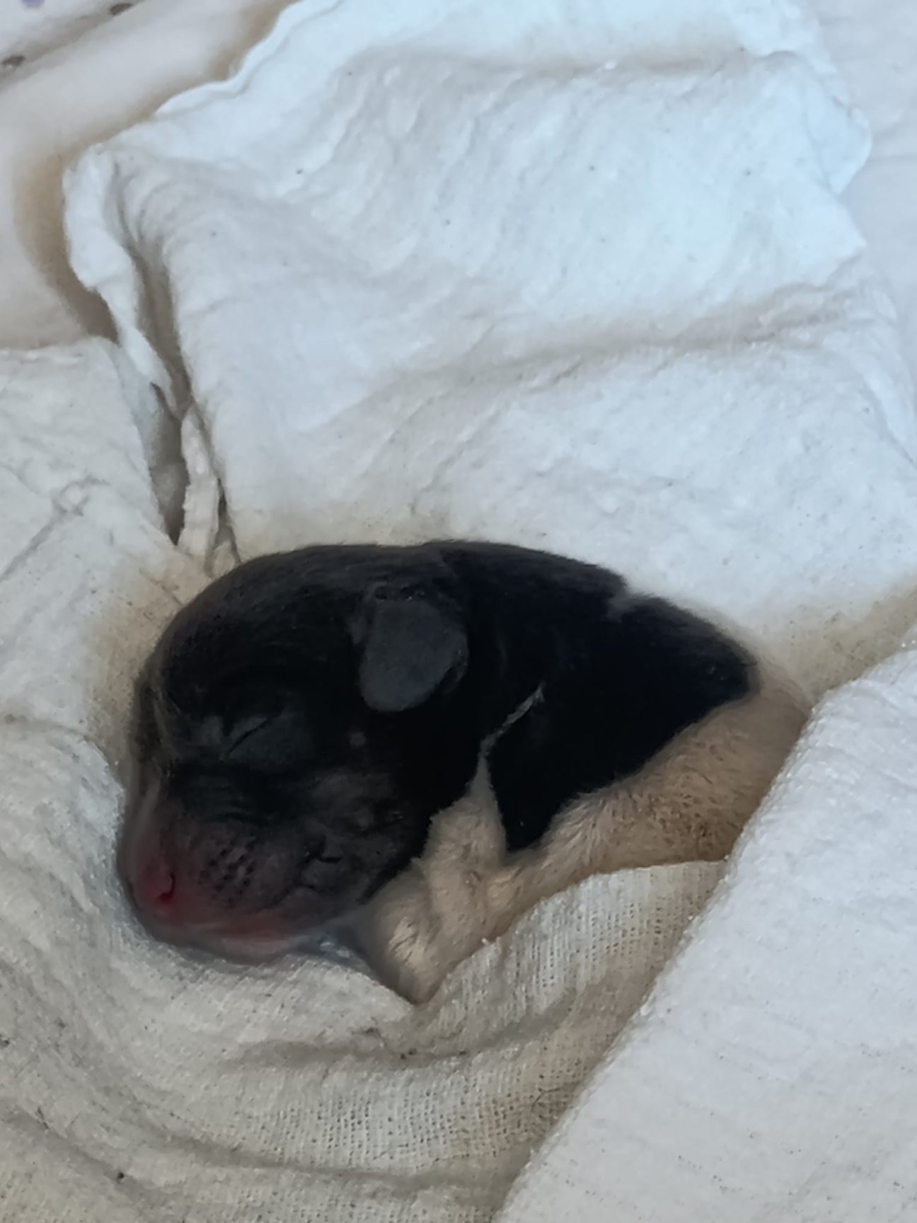 Zena von der Elchweide