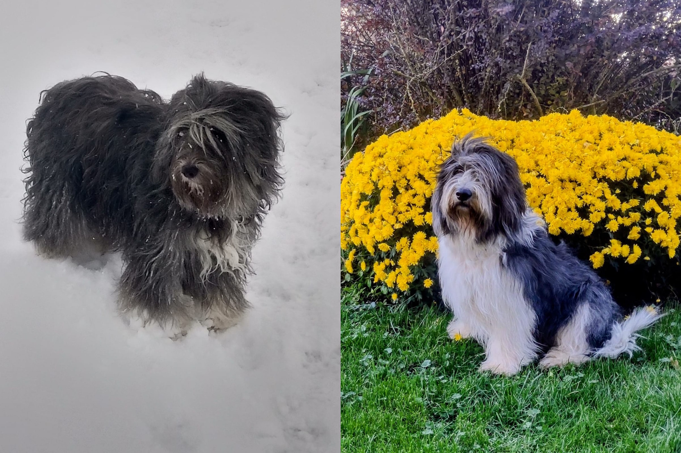 wara-jaczar-wurfankuendigung2026